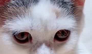 娱乐喵小咪,揭秘网络红猫的明星之路